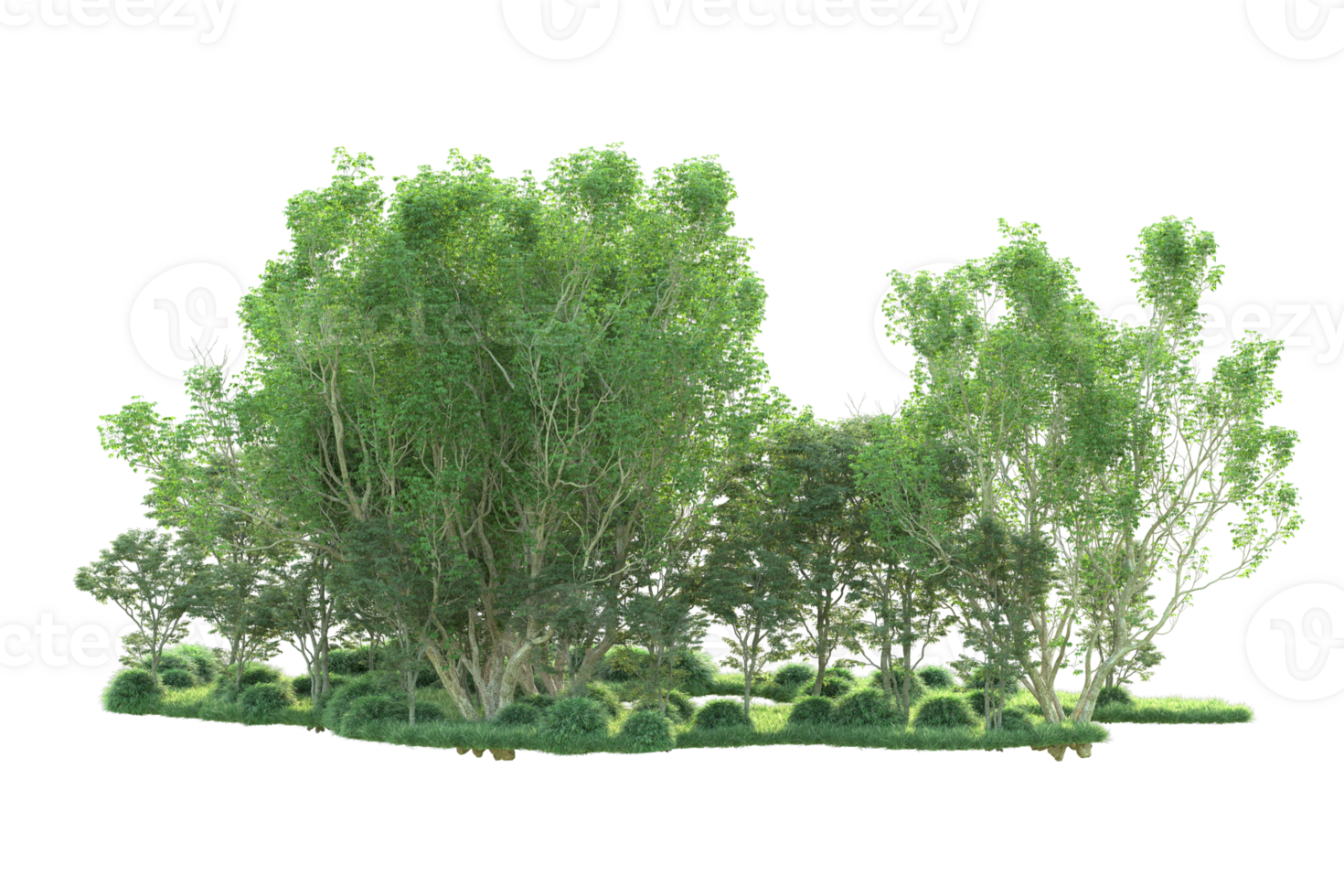 Tropical forest isolated on transparent background. 3d rendering - illustration png