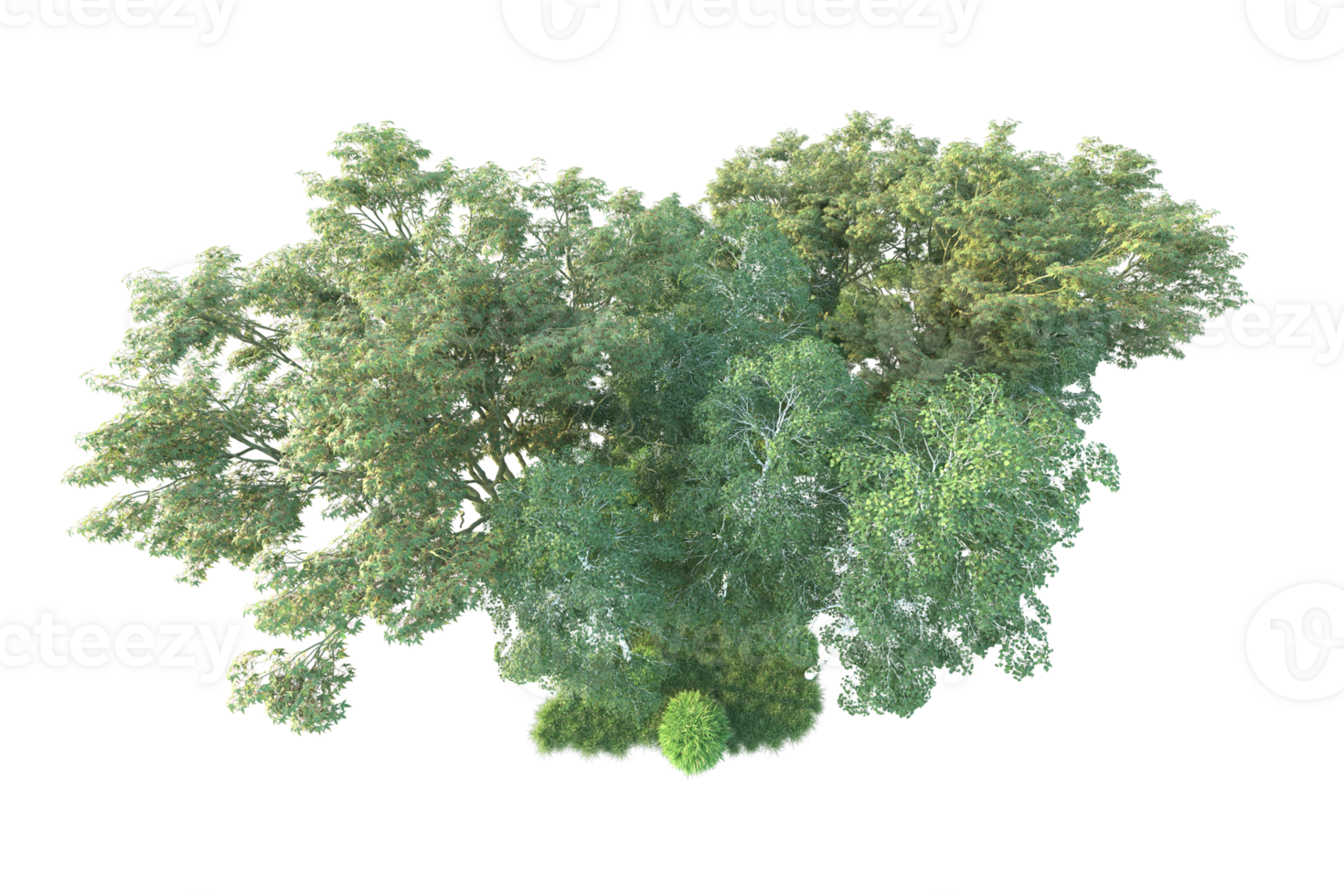 Tropical forest isolated on transparent background. 3d rendering - illustration png