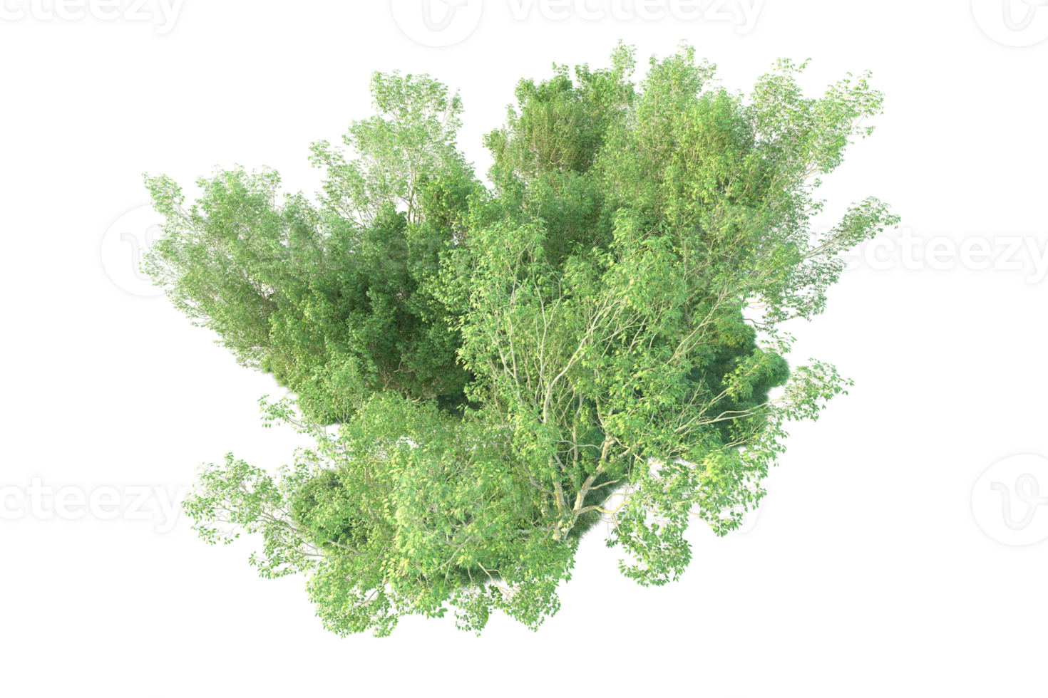Tropical forest isolated on transparent background. 3d rendering - illustration png