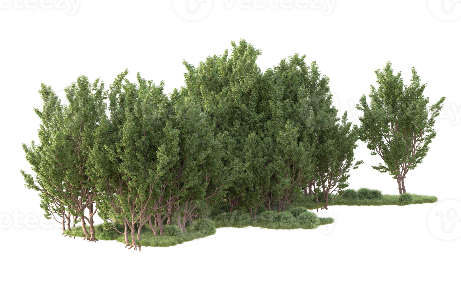 Tropical forest isolated on transparent background. 3d rendering - illustration png