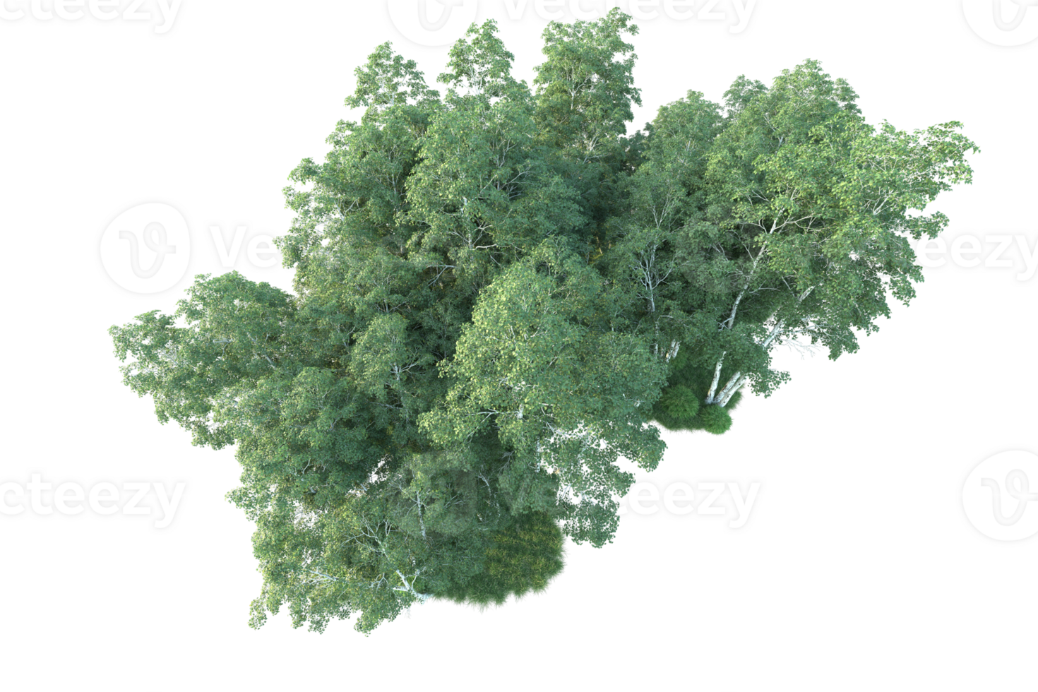 Tropical forest isolated on transparent background. 3d rendering - illustration png
