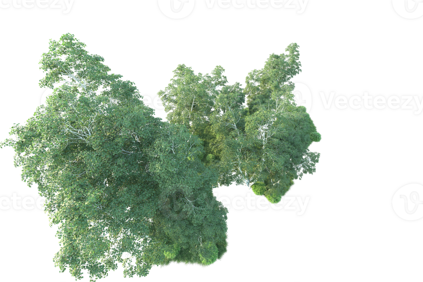 Tropical forest isolated on transparent background. 3d rendering - illustration png