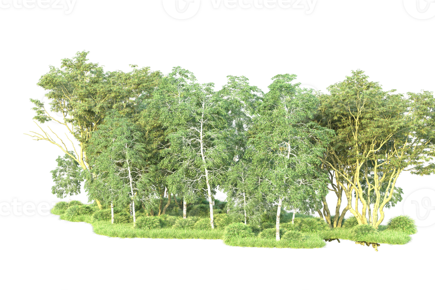 Tropical forest isolated on transparent background. 3d rendering - illustration png