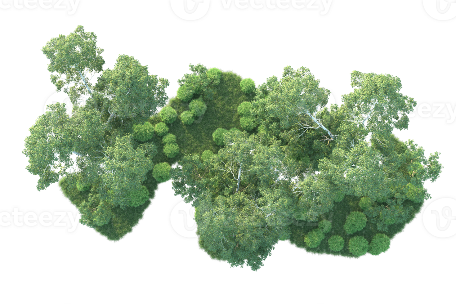 Tropical forest isolated on transparent background. 3d rendering - illustration png