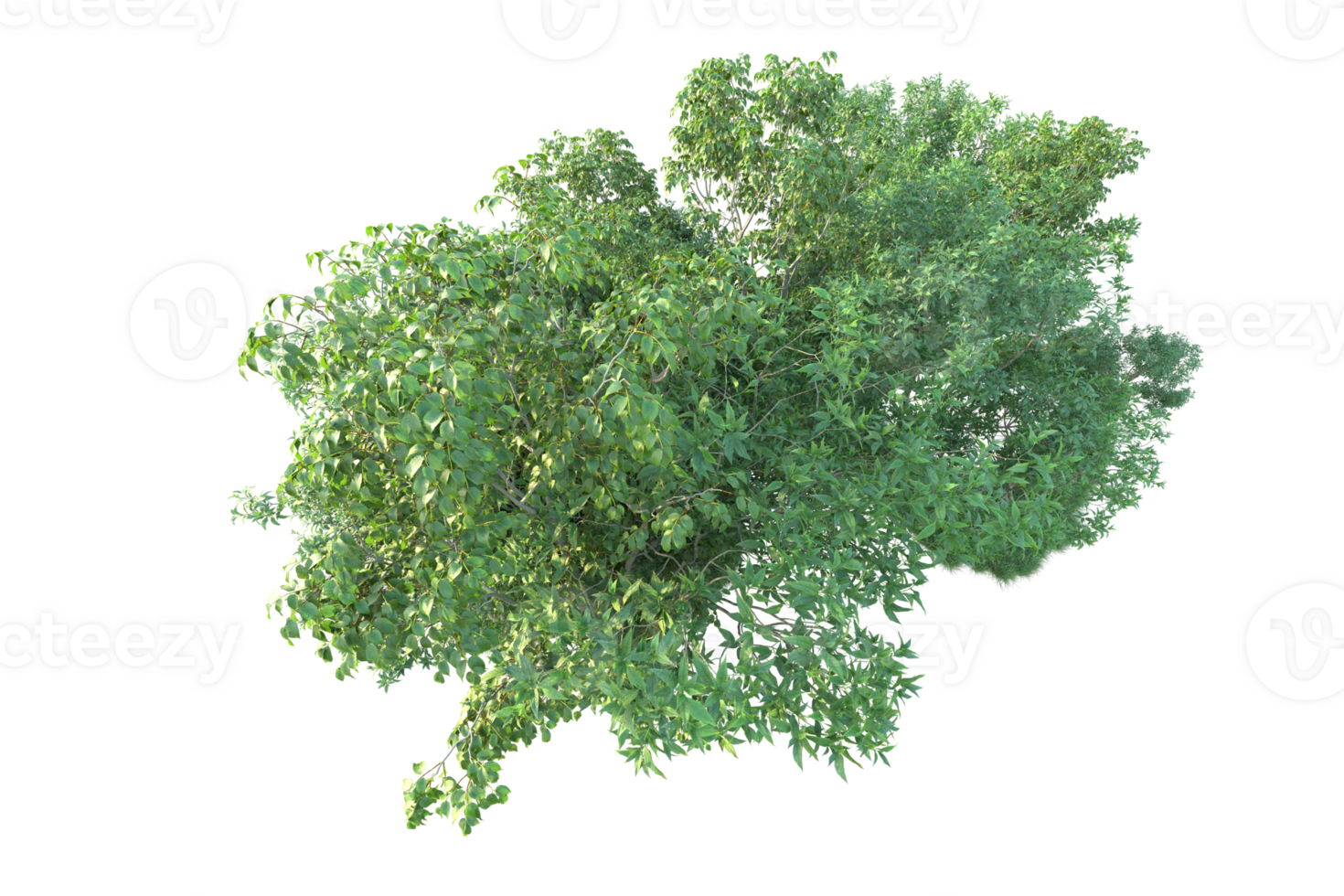 Tropical forest isolated on transparent background. 3d rendering - illustration png