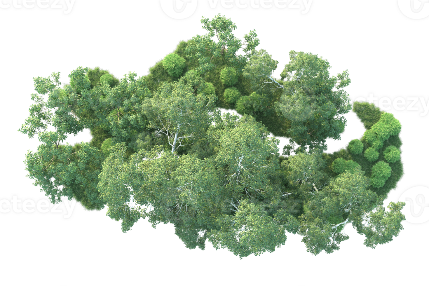 Tropical forest isolated on transparent background. 3d rendering - illustration png
