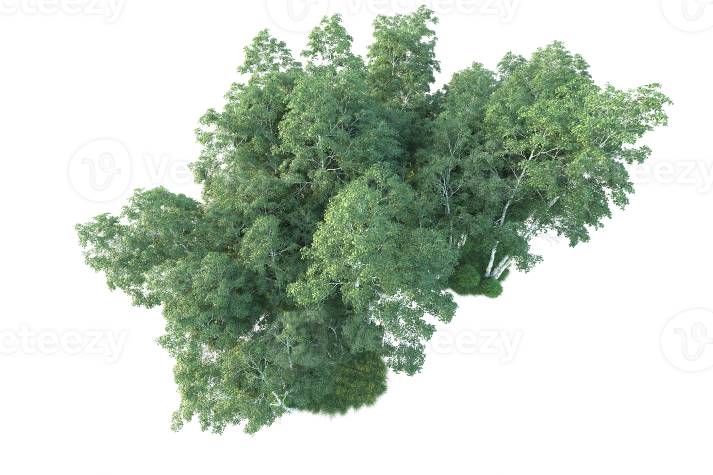Tropical forest isolated on transparent background. 3d rendering - illustration png