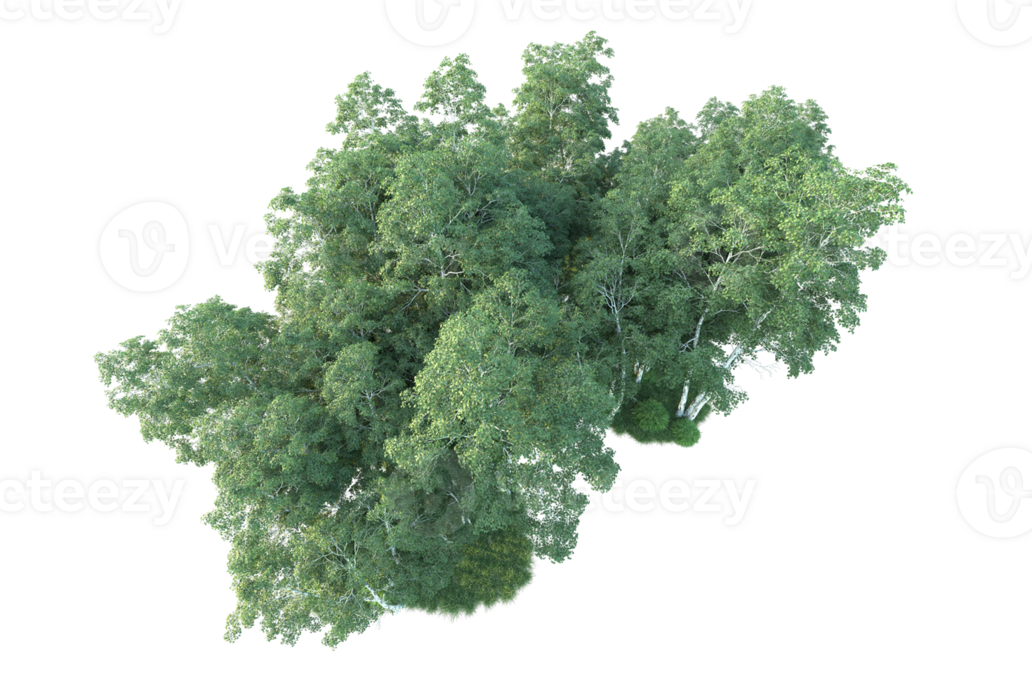 Tropical forest isolated on transparent background. 3d rendering - illustration png