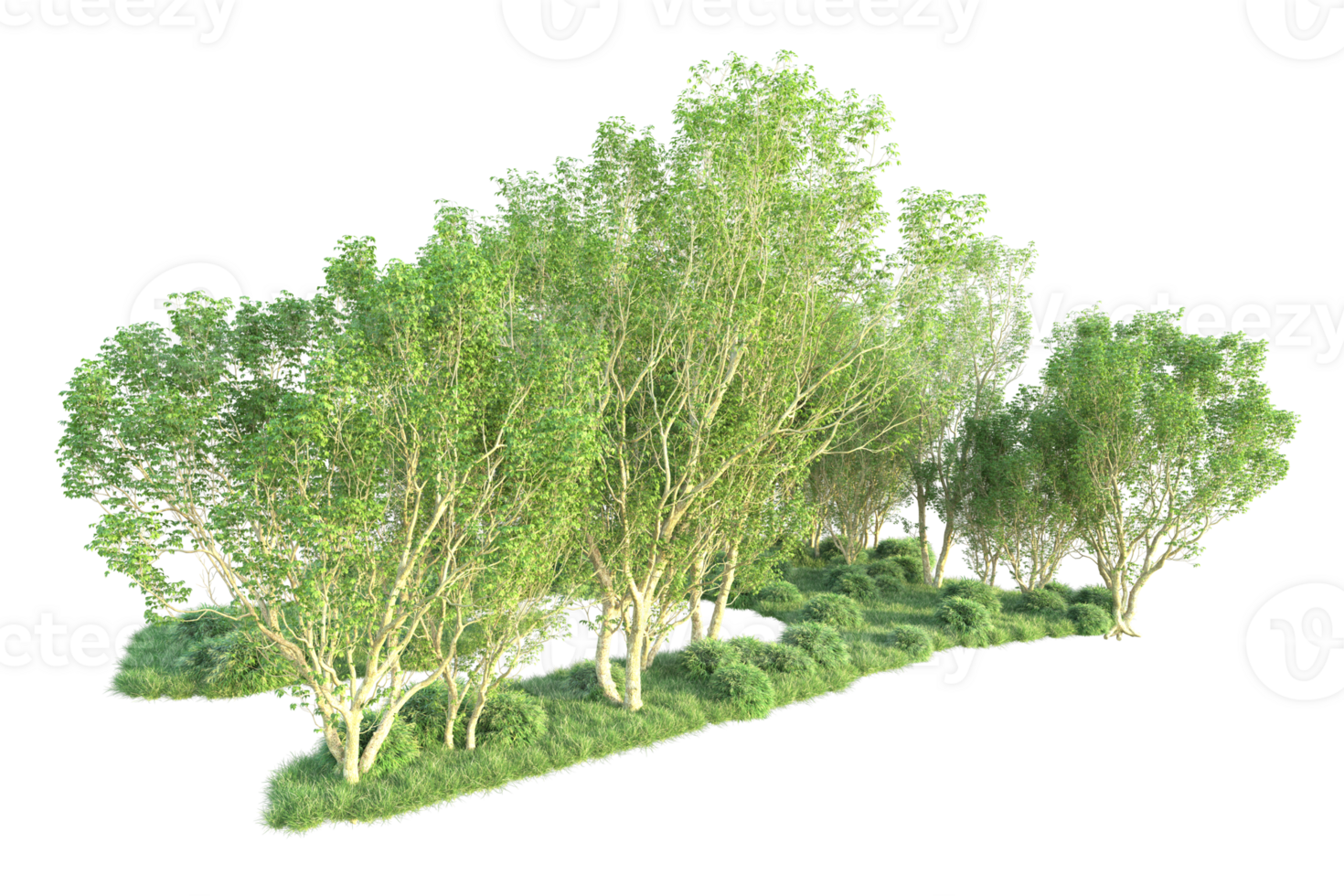 Tropical forest isolated on transparent background. 3d rendering - illustration png