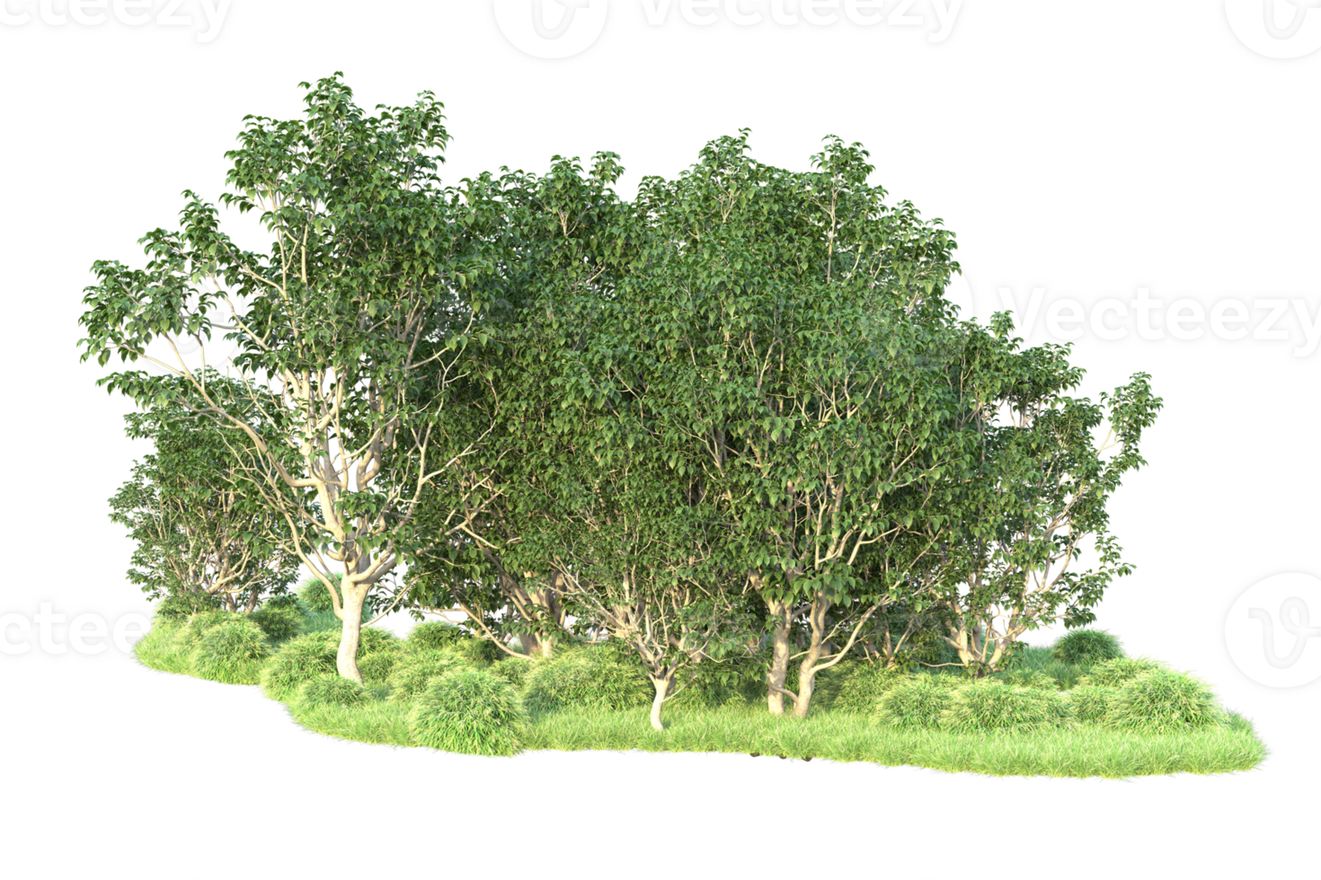 Tropical forest isolated on transparent background. 3d rendering - illustration png