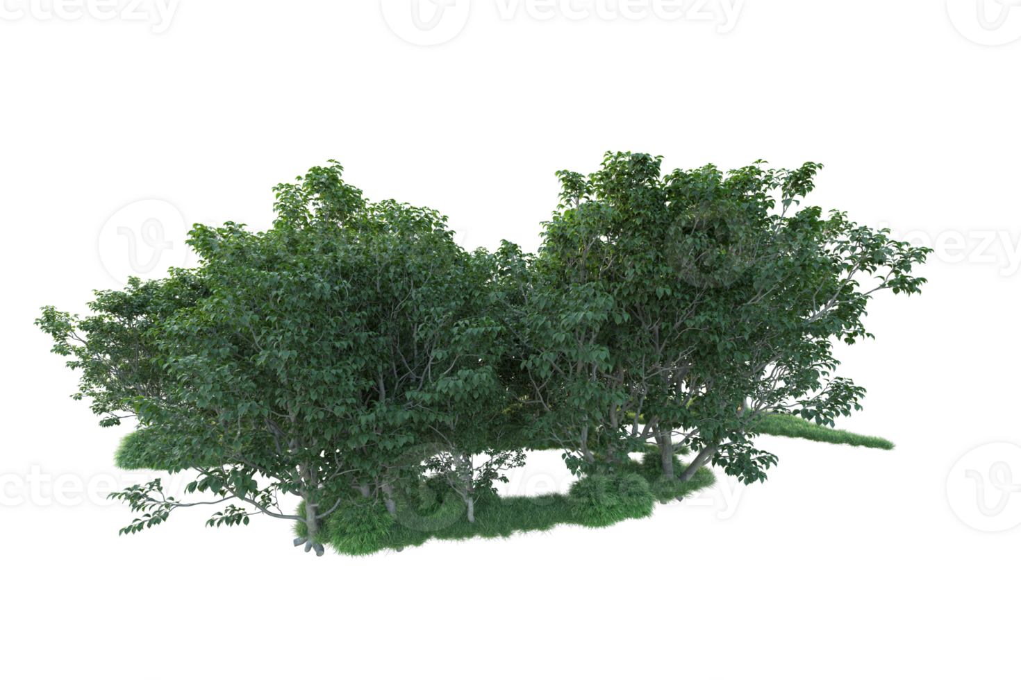 Tropical forest isolated on transparent background. 3d rendering - illustration png