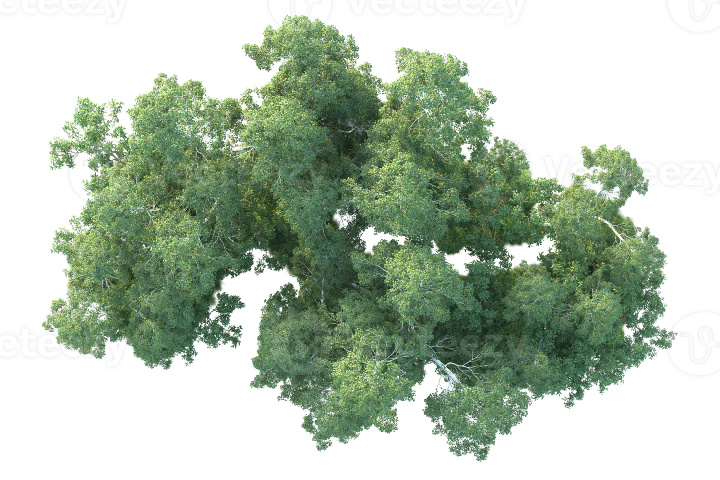 Tropical forest isolated on transparent background. 3d rendering - illustration png