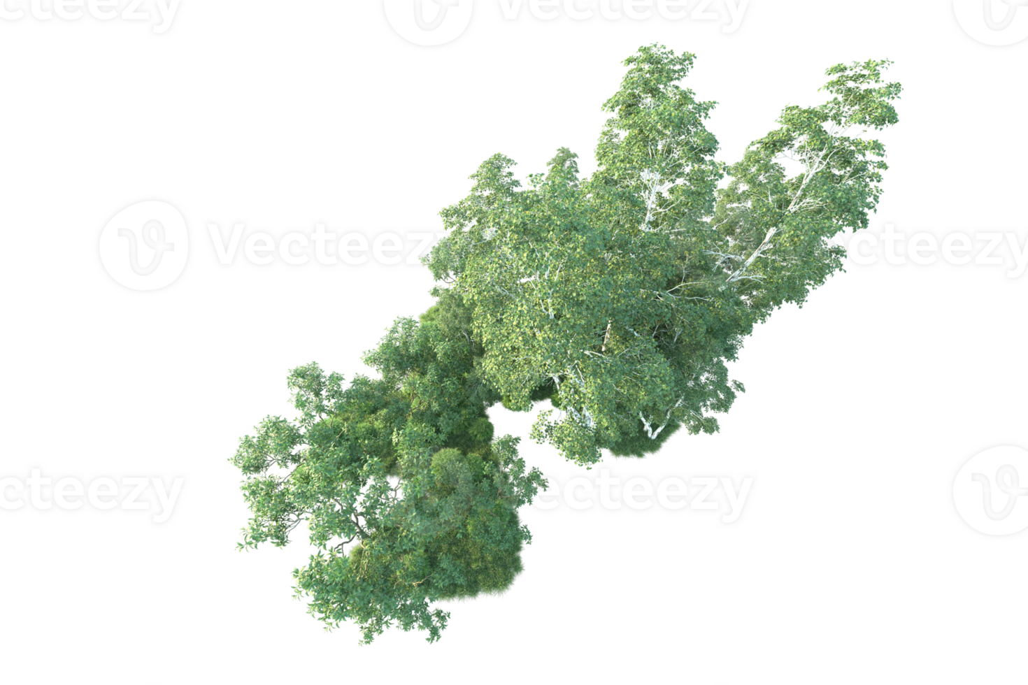 Tropical forest isolated on transparent background. 3d rendering - illustration png