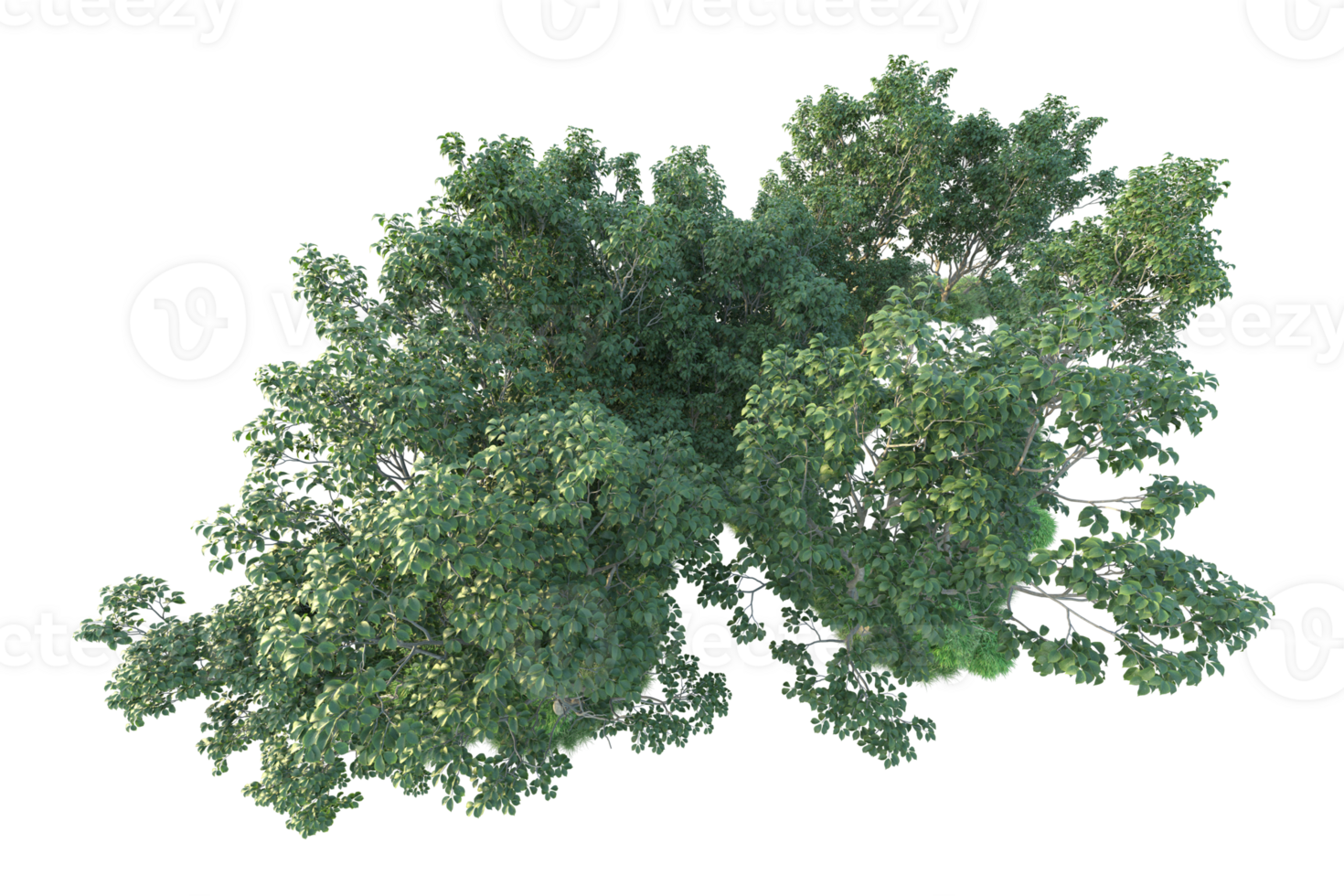 Tropical forest isolated on transparent background. 3d rendering - illustration png