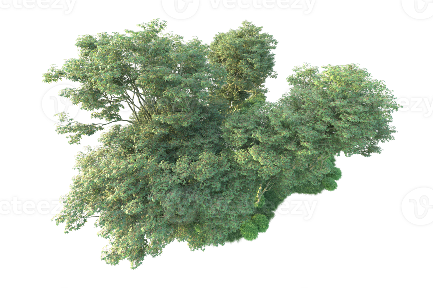 Tropical forest isolated on transparent background. 3d rendering - illustration png
