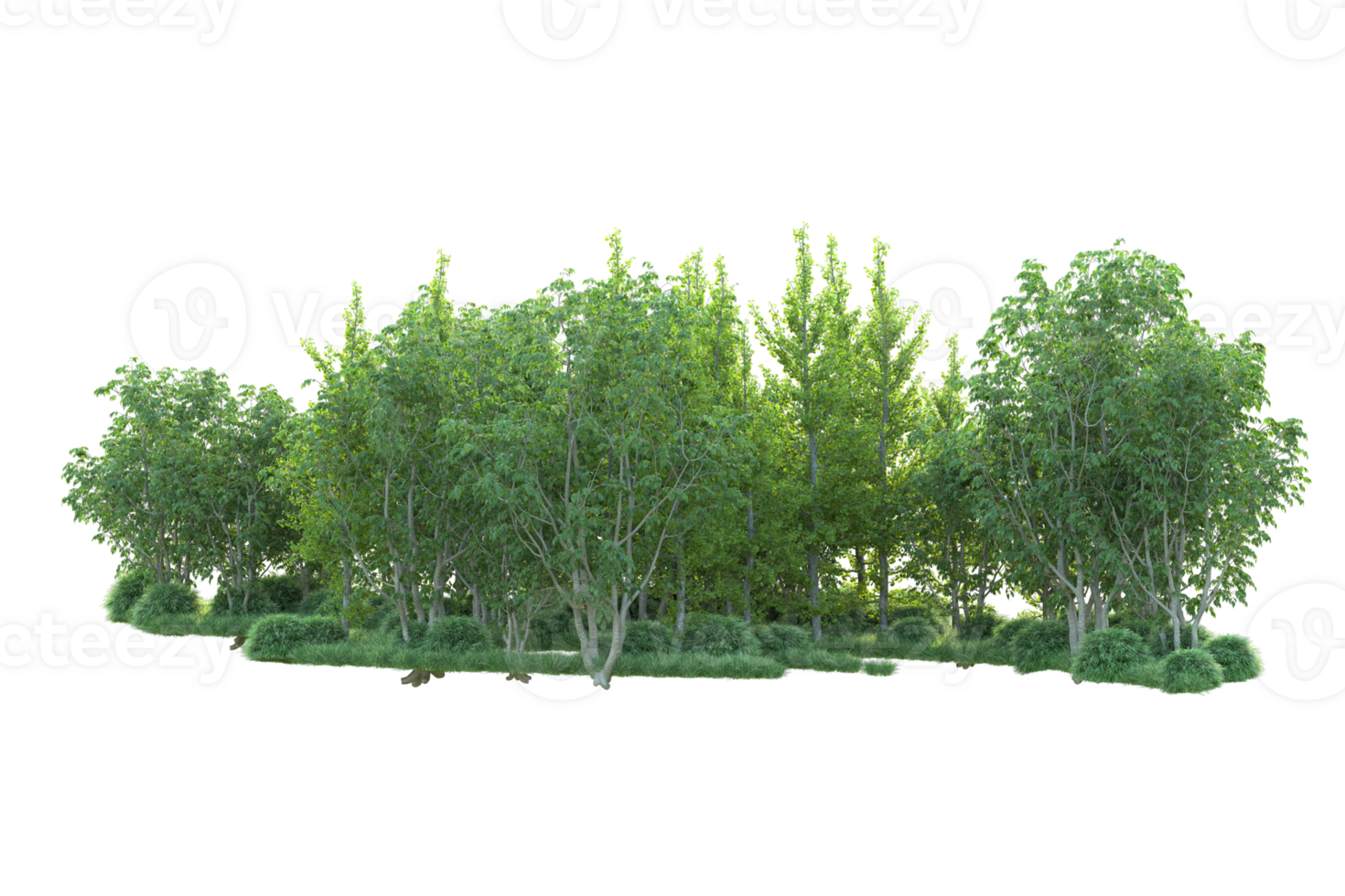 Tropical forest isolated on transparent background. 3d rendering - illustration png