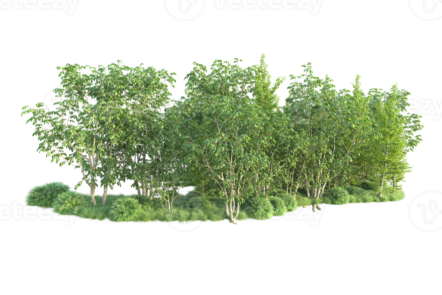 Tropical forest isolated on transparent background. 3d rendering - illustration png