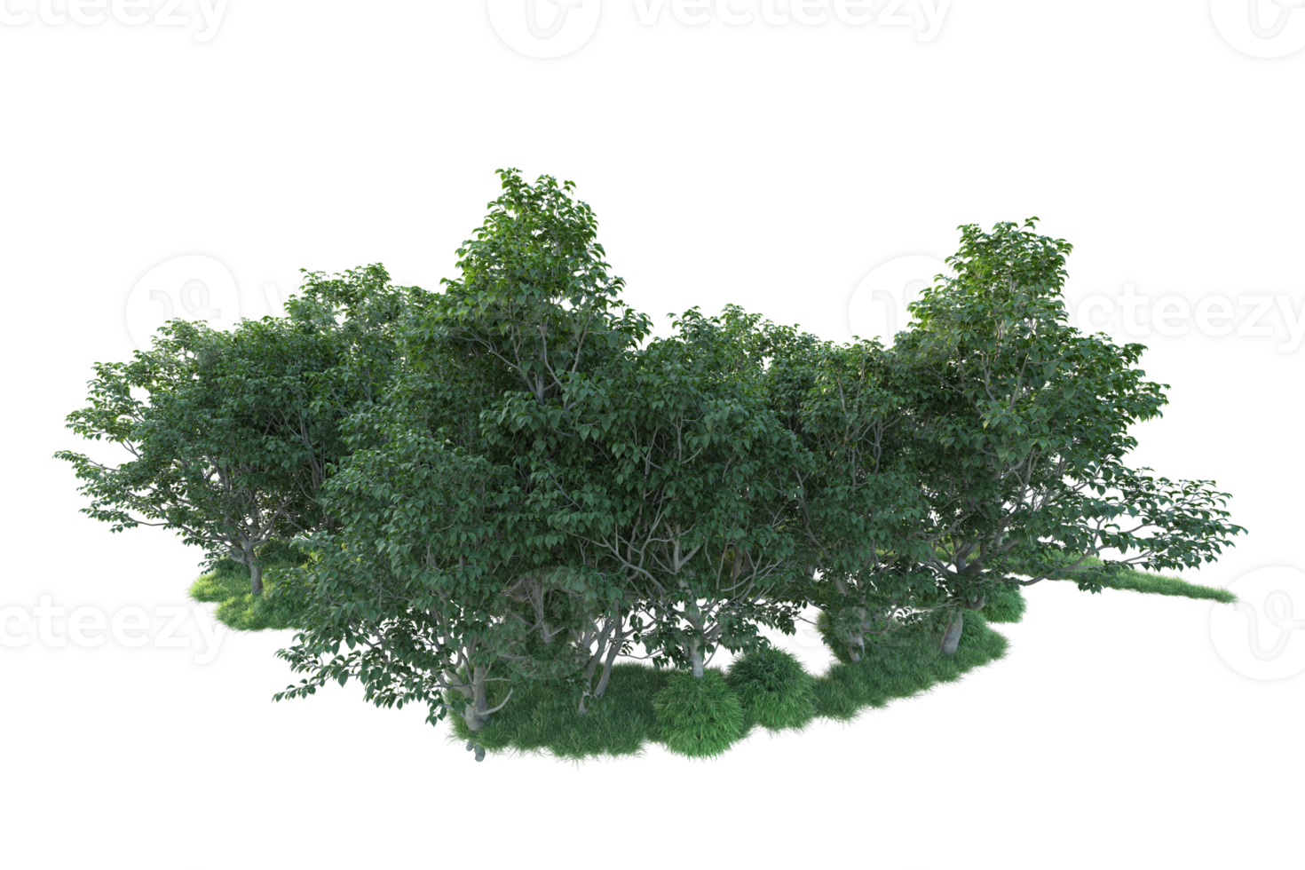 Tropical forest isolated on transparent background. 3d rendering - illustration png