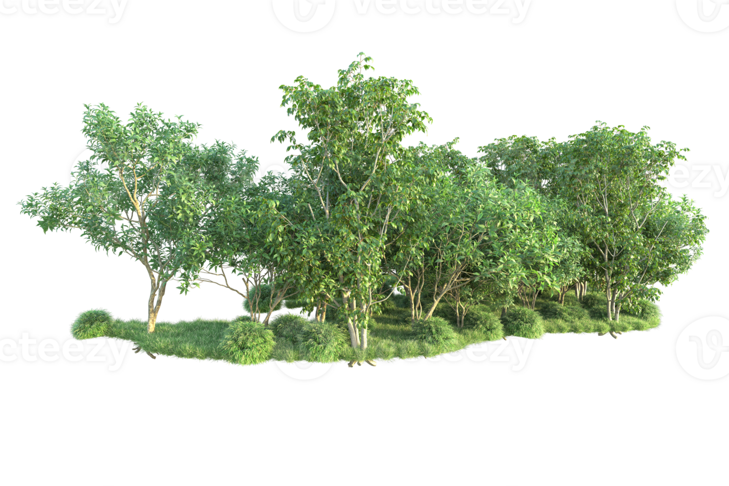 Tropical forest isolated on transparent background. 3d rendering - illustration png