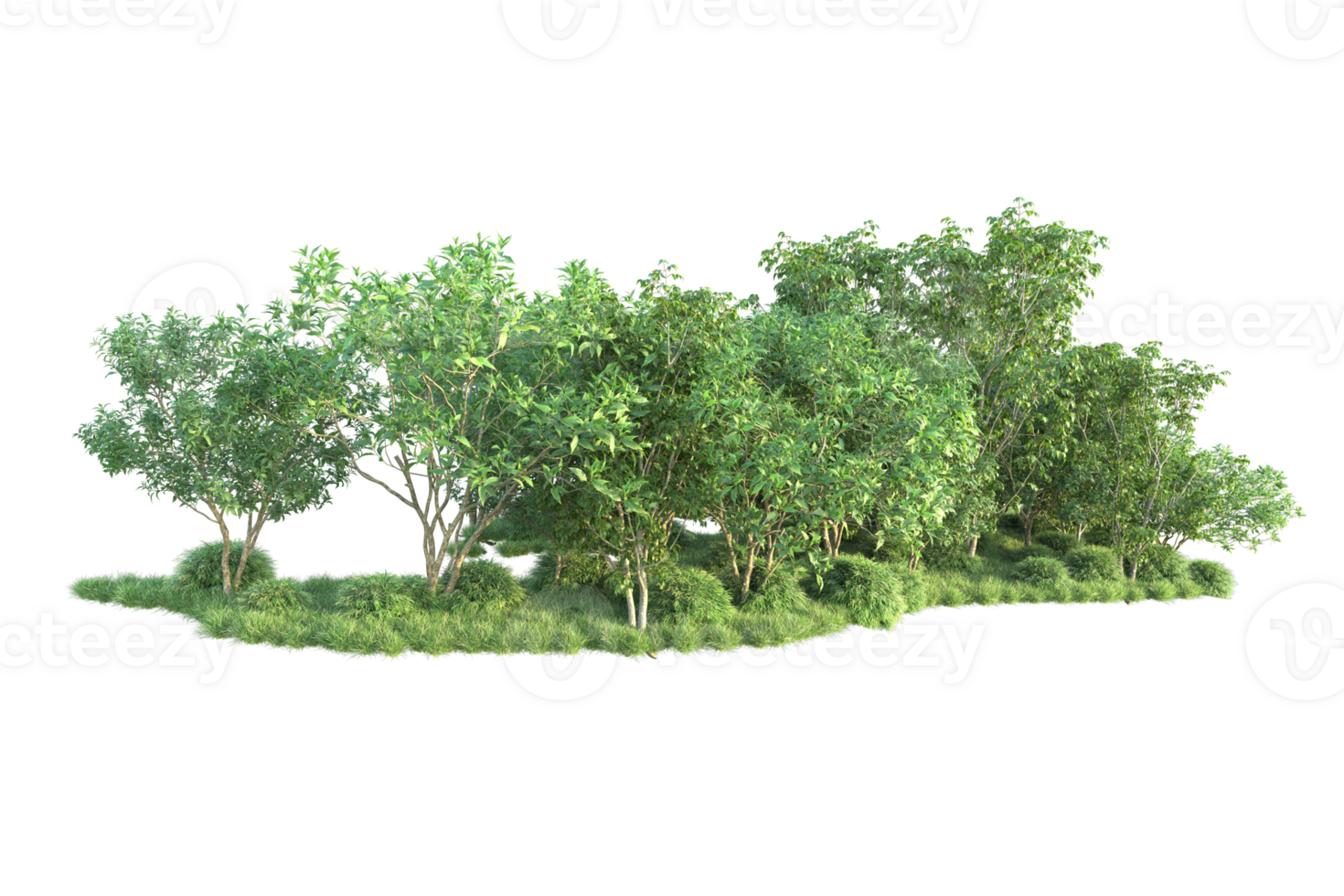 Tropical forest isolated on transparent background. 3d rendering - illustration png