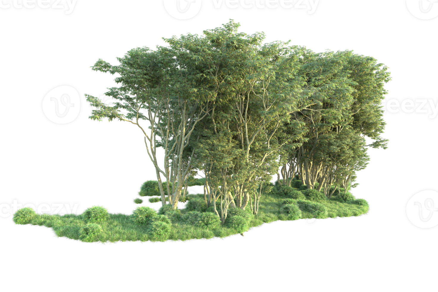 Tropical forest isolated on transparent background. 3d rendering - illustration png