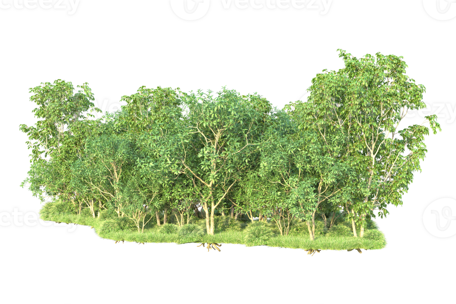 Tropical forest isolated on transparent background. 3d rendering - illustration png
