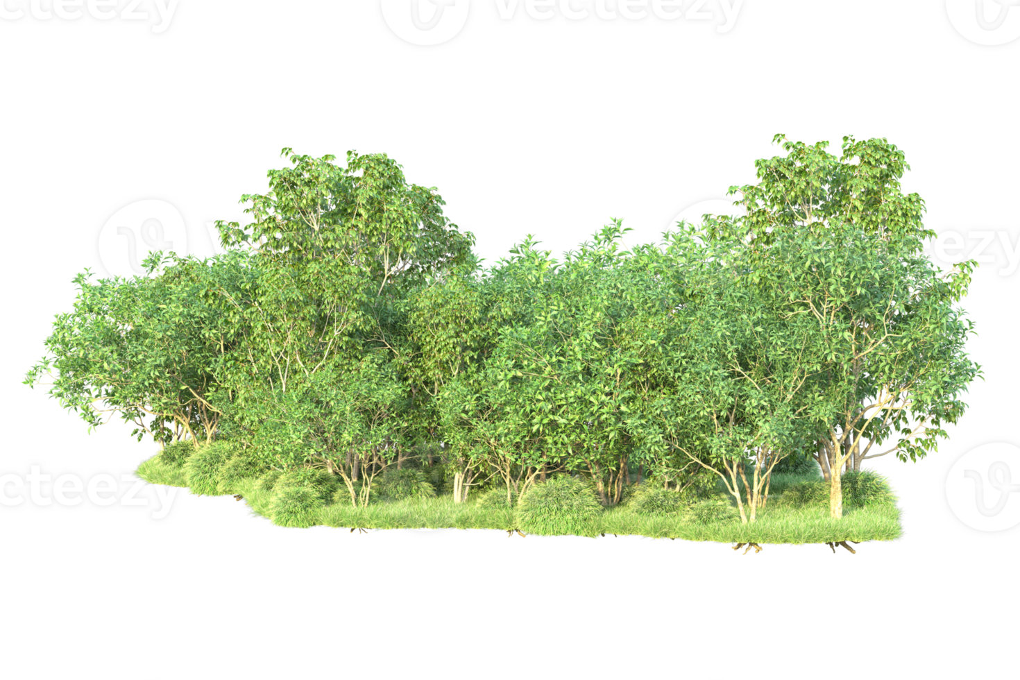 Tropical forest isolated on transparent background. 3d rendering - illustration png
