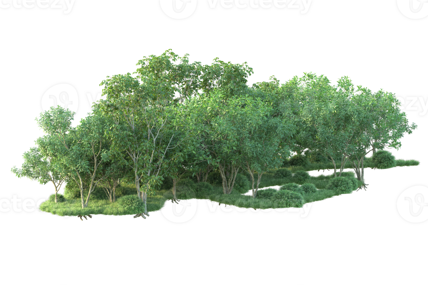 Tropical forest isolated on transparent background. 3d rendering - illustration png