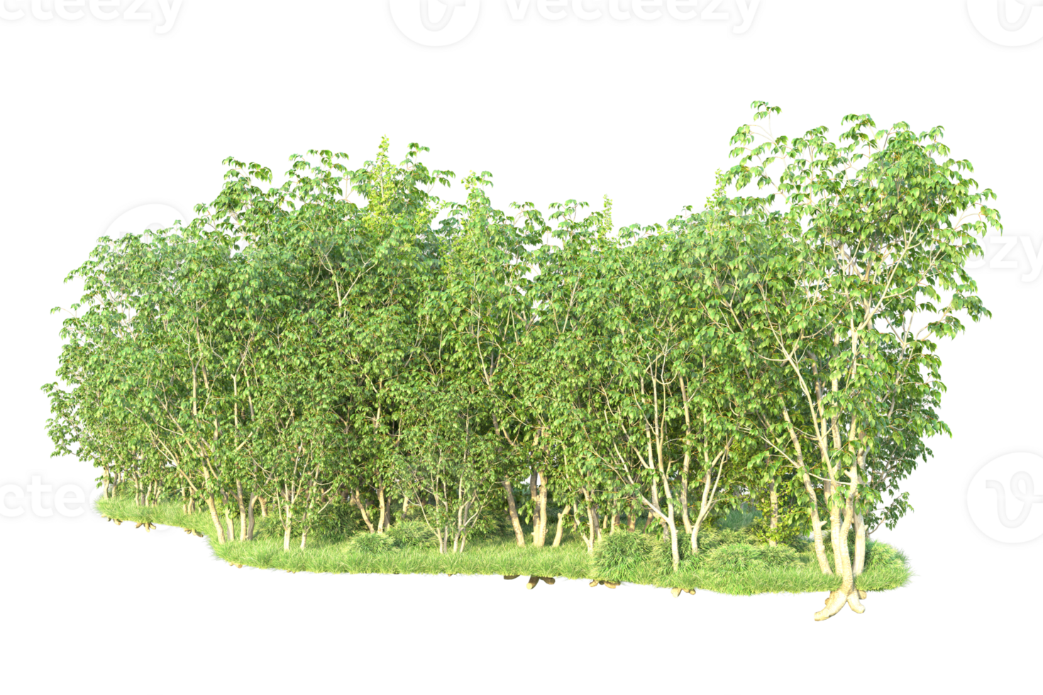 Tropical forest isolated on transparent background. 3d rendering - illustration png