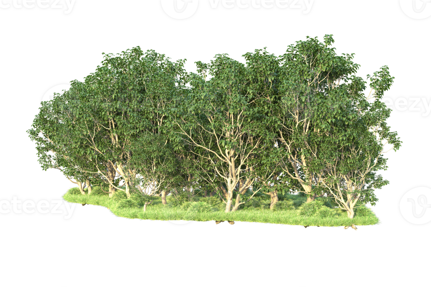 Tropical forest isolated on transparent background. 3d rendering - illustration png