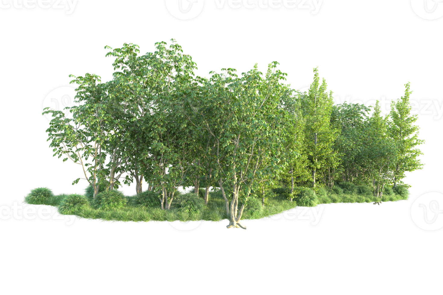 Tropical forest isolated on transparent background. 3d rendering - illustration png