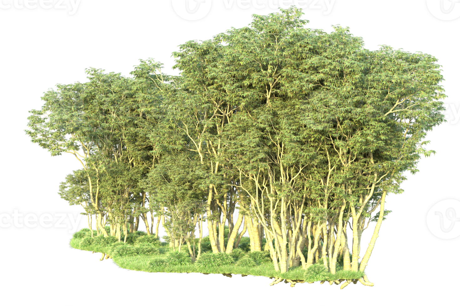 Tropical forest isolated on transparent background. 3d rendering - illustration png