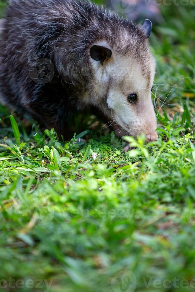 Scavenging  Opussum in the grass photo