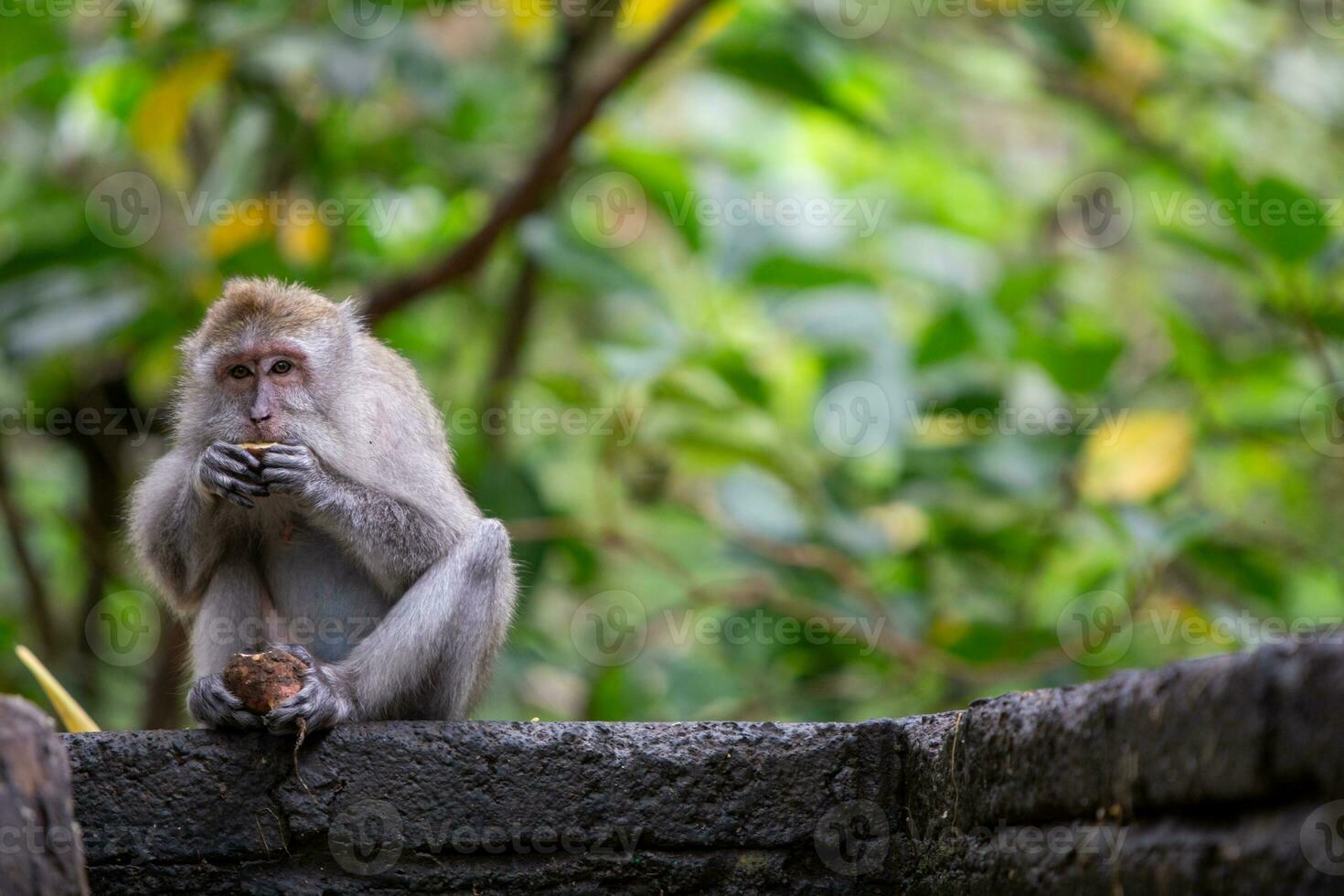 Single monkey eating photo