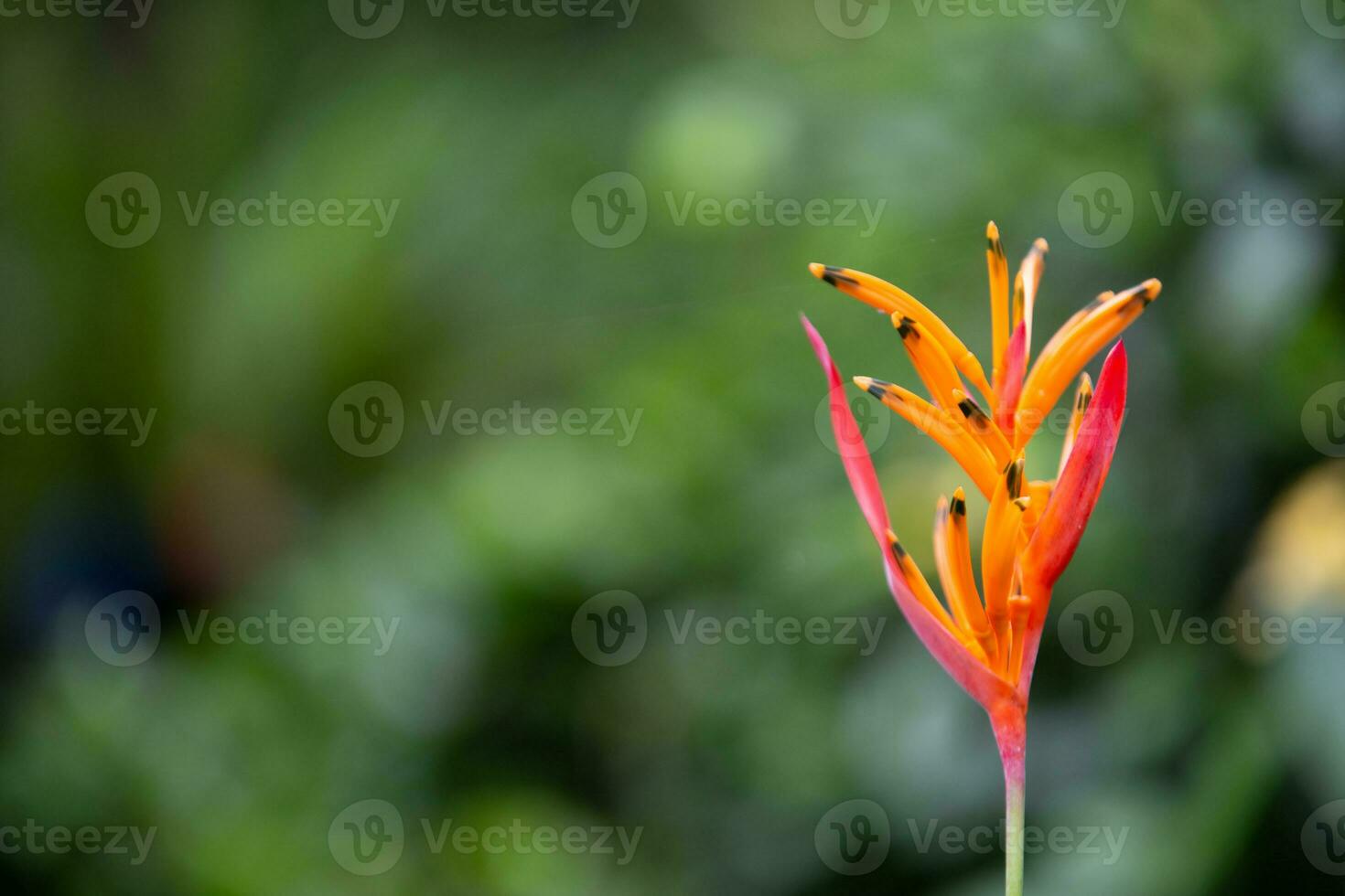 False Bird of Paradise photo