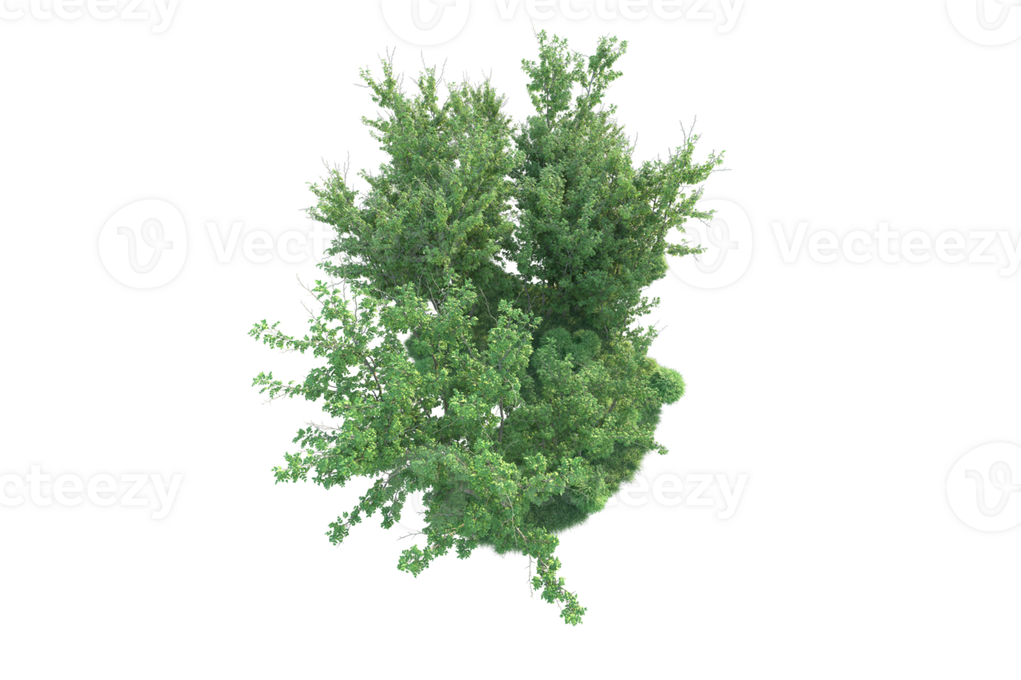 Tropical forest isolated on transparent background. 3d rendering - illustration png