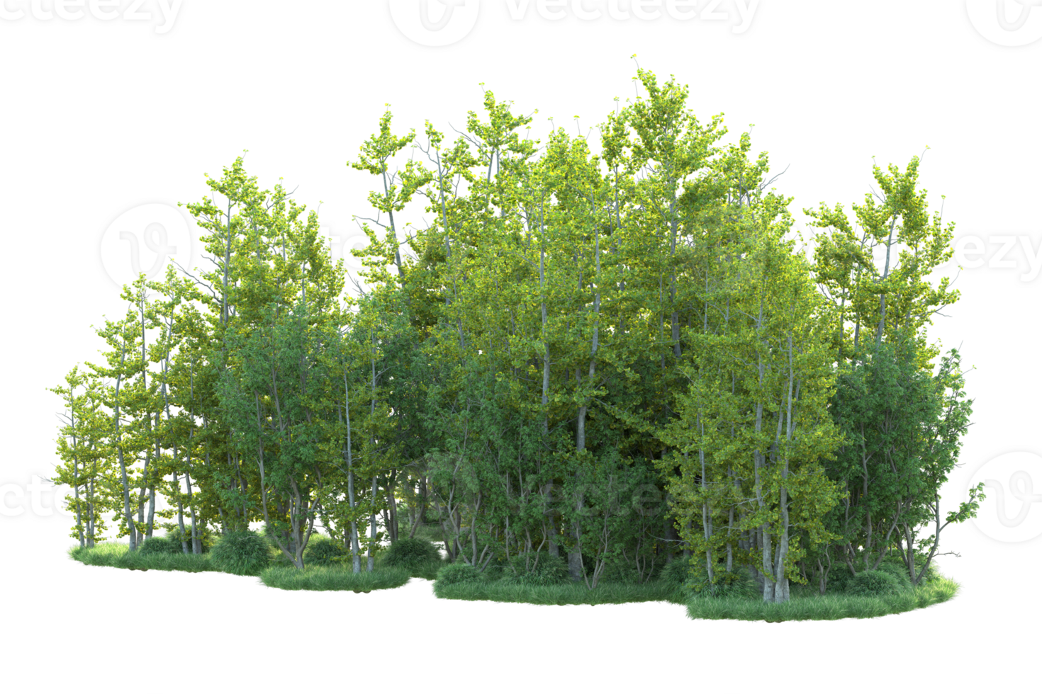 Tropical forest isolated on transparent background. 3d rendering - illustration png