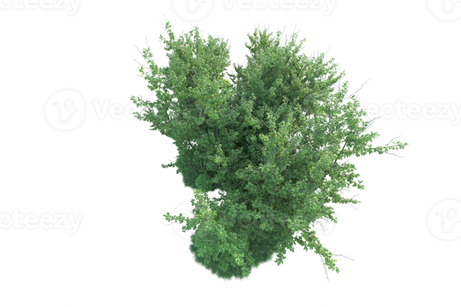 Tropical forest isolated on transparent background. 3d rendering - illustration png