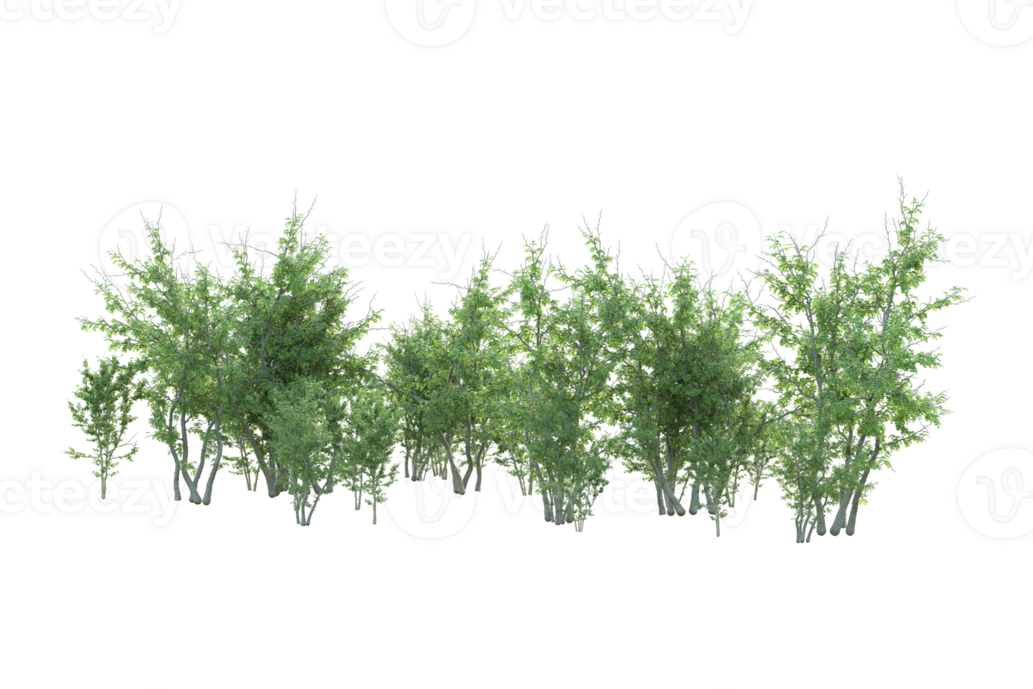 Tropical forest isolated on transparent background. 3d rendering - illustration png