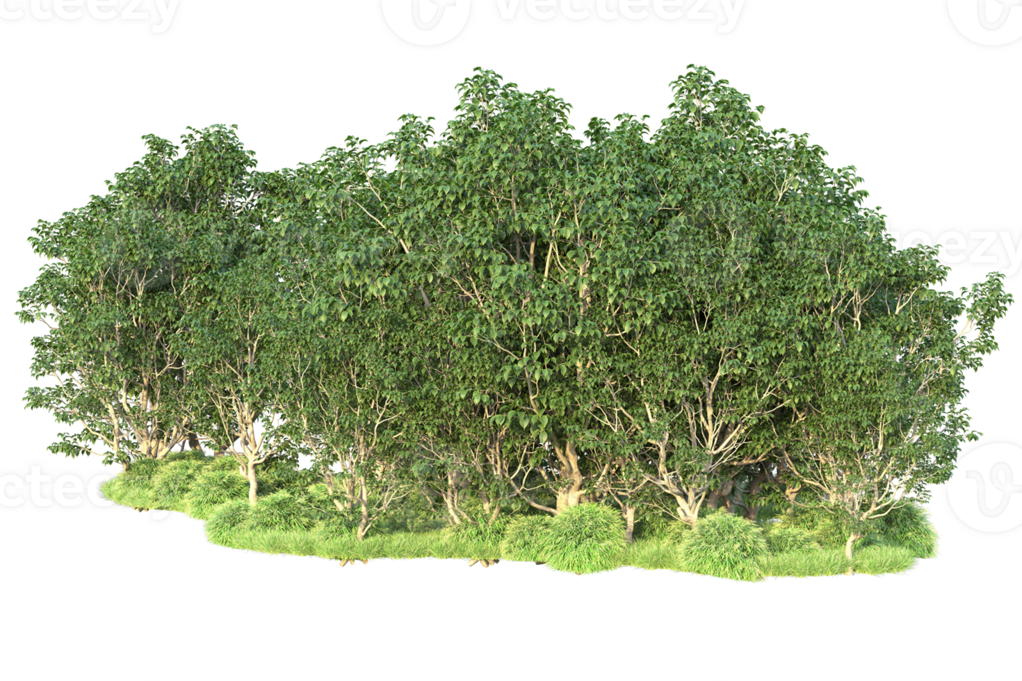 Tropical forest isolated on transparent background. 3d rendering - illustration png