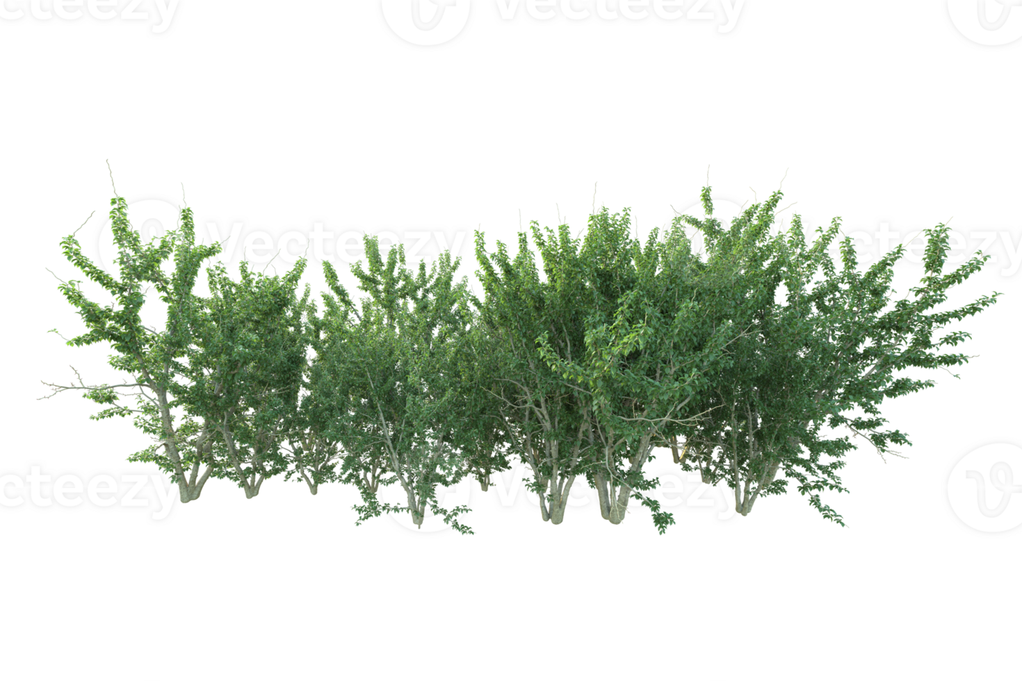 Tropical forest isolated on transparent background. 3d rendering - illustration png