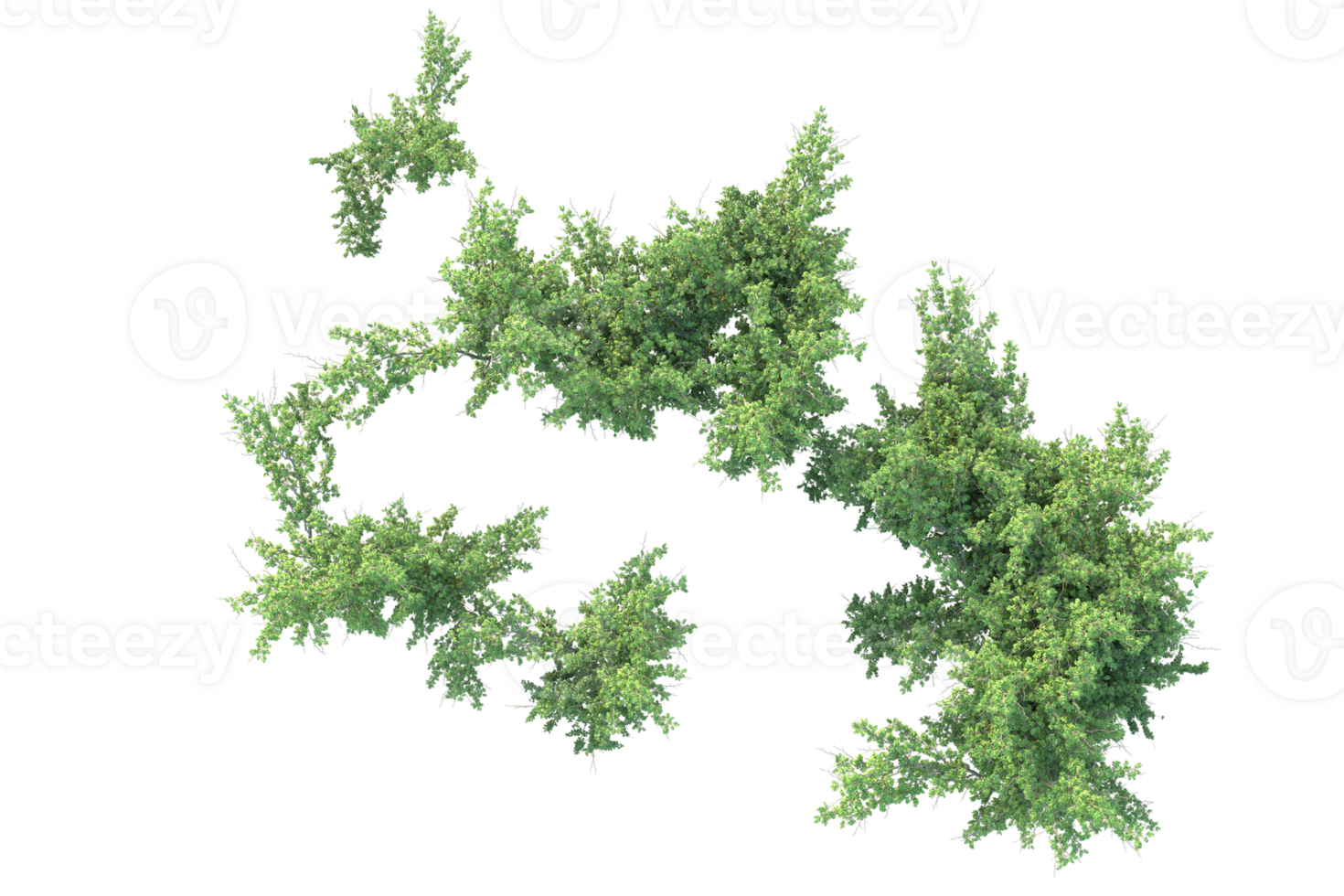 Tropical forest isolated on transparent background. 3d rendering - illustration png