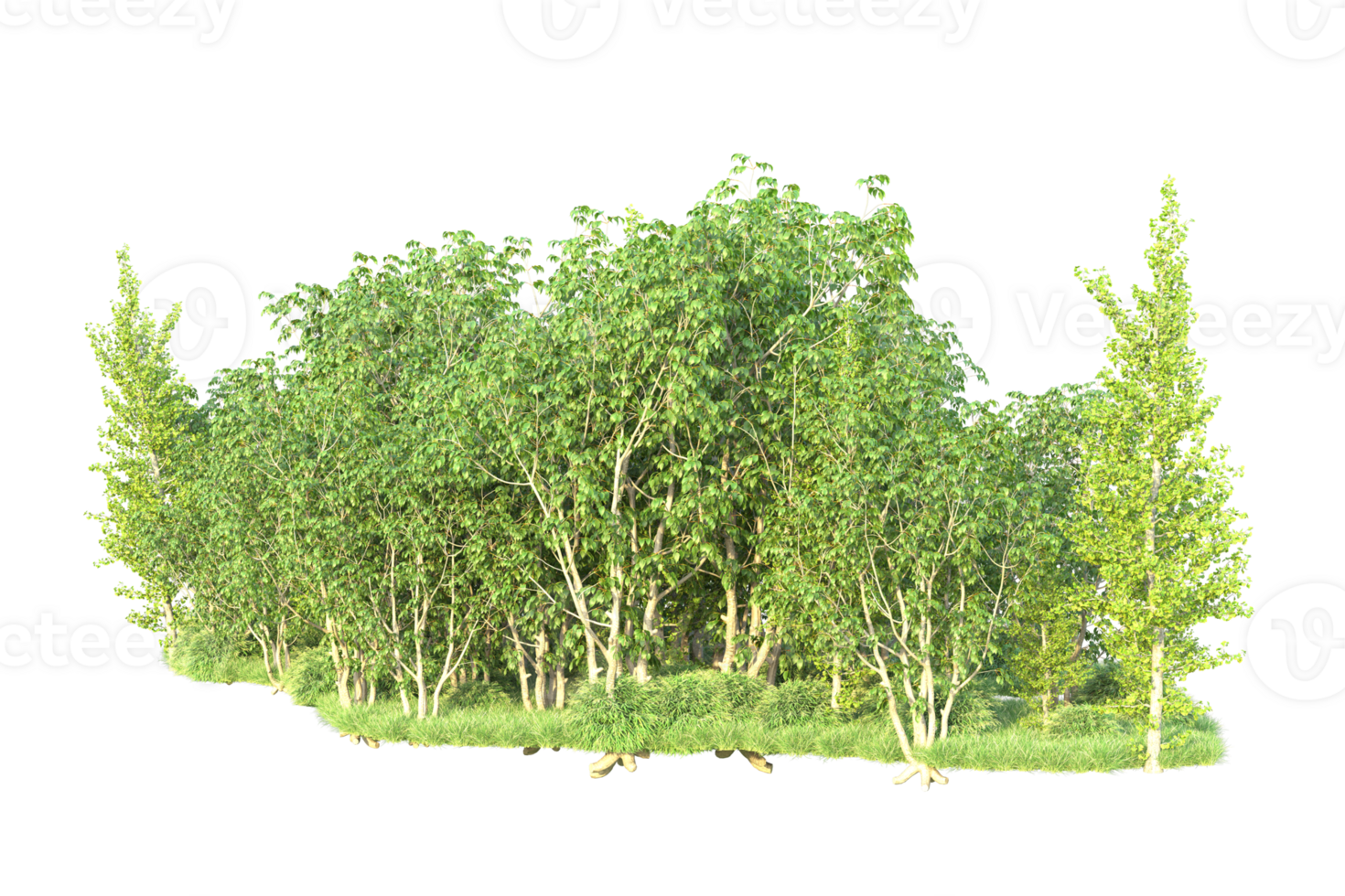 Tropical forest isolated on transparent background. 3d rendering - illustration png