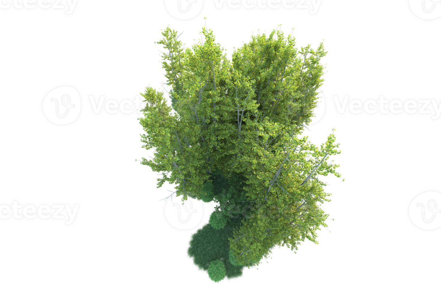 tropisk skog isolerat på transparent bakgrund. 3d tolkning - illustration png