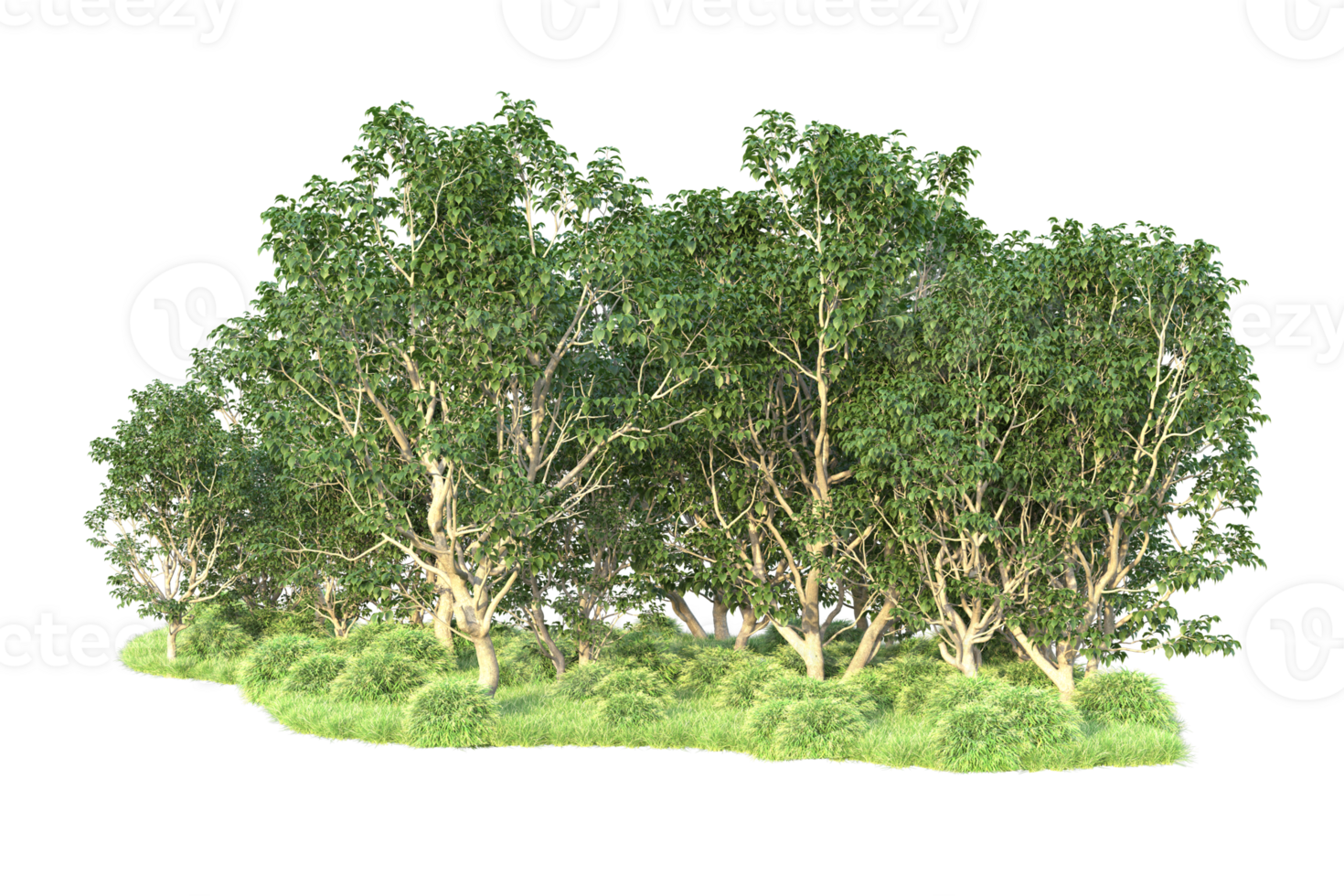 Tropical forest isolated on transparent background. 3d rendering - illustration png