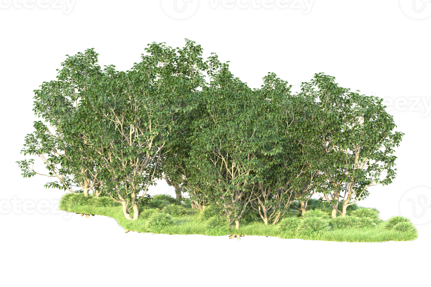 Tropical forest isolated on transparent background. 3d rendering - illustration png