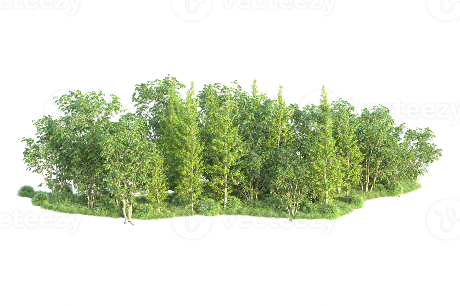 Tropical forest isolated on transparent background. 3d rendering - illustration png