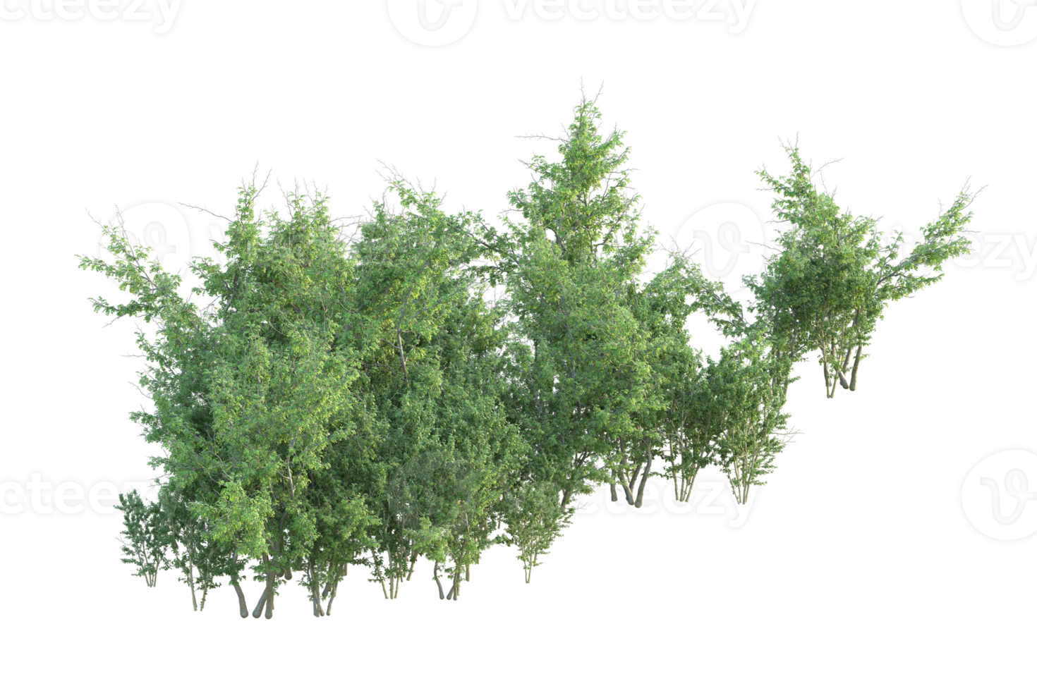 Tropical forest isolated on transparent background. 3d rendering - illustration png