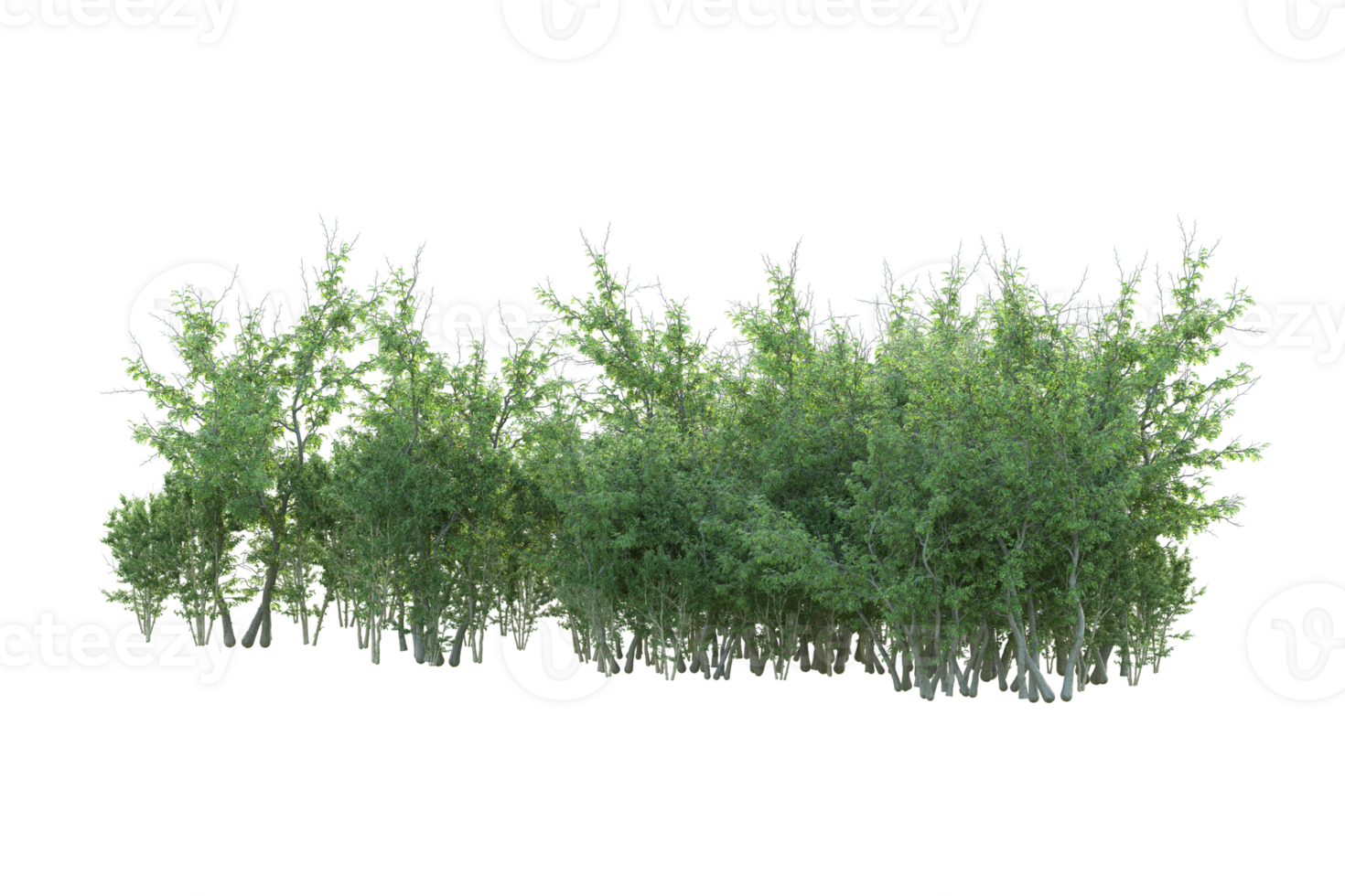 Tropical forest isolated on transparent background. 3d rendering - illustration png