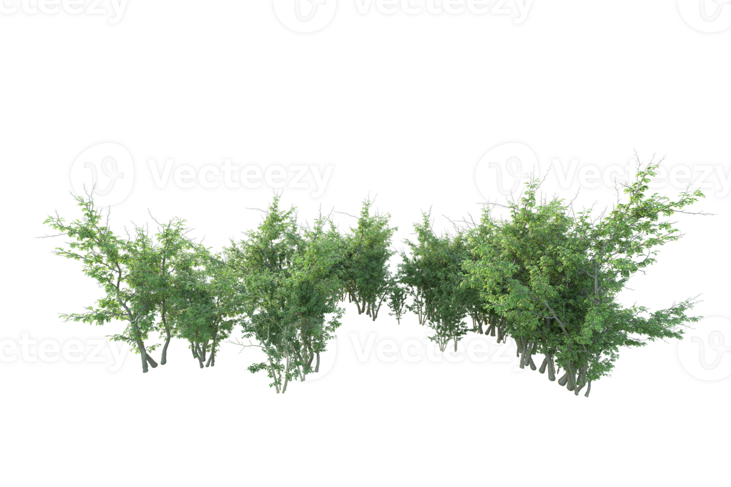Tropical forest isolated on transparent background. 3d rendering - illustration png